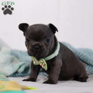 Shane, French Bulldog Puppy